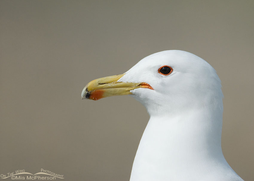 Antelope Island State Park California Gull portrait, Antelope Island State Park, Davis County, Utah