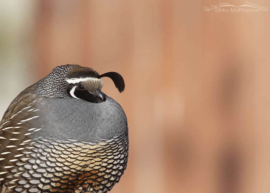 Male California Quail close up, Davis County, Utah