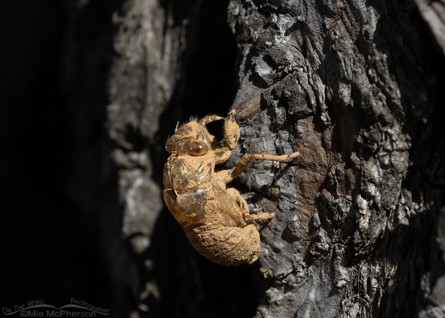 Autumn Cicada shell on a pine tree, Sebastian County, Arkansas