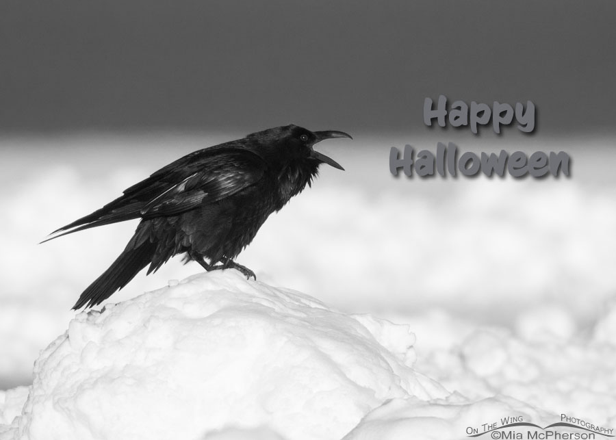 Common Raven Calling Out Halloween Secrets, Antelope Island State Park, Davis County, Utah