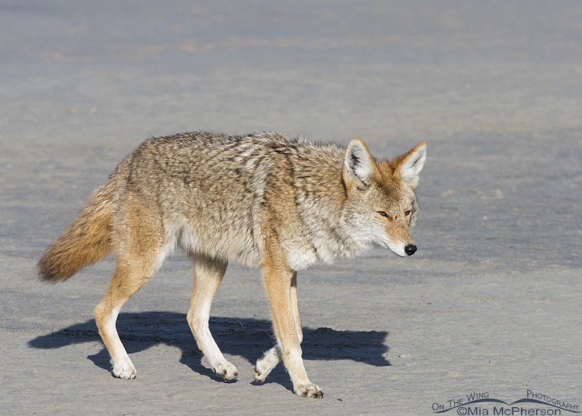 Adult Coyote on the shoreline of the Great Salt Lake, Antelope Island State Park, Davis County, Utah