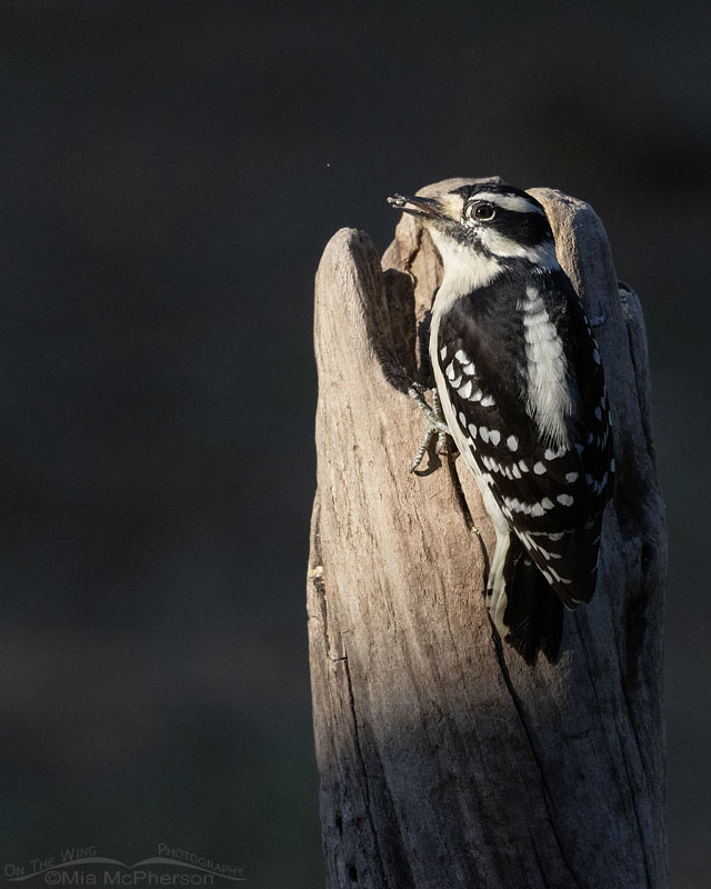 Female Downy Woodpecker in sunlight with shadows, Sebastian County, Arkansas