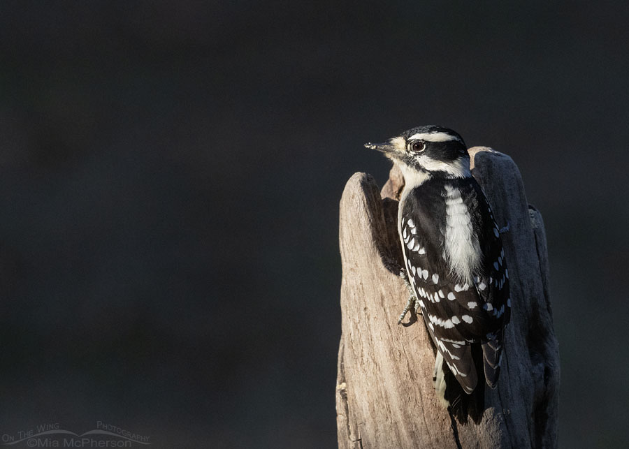 Downy Woodpecker female in a natural spotlight, Sebastian County, Arkansas