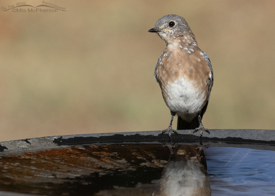 Immature Eastern Bluebird at a birdbath, Sebastian County, Arkansas