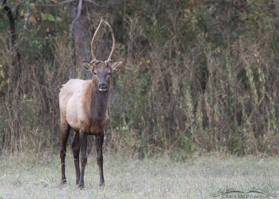 Young bull Elk in Boxley Valley, Arkansas, Buffalo National River, Newton County