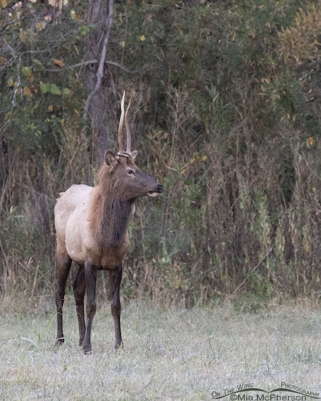 Bull Elk with strange antlers, Buffalo National River, Boxley Valley, Newton County, Arkansas