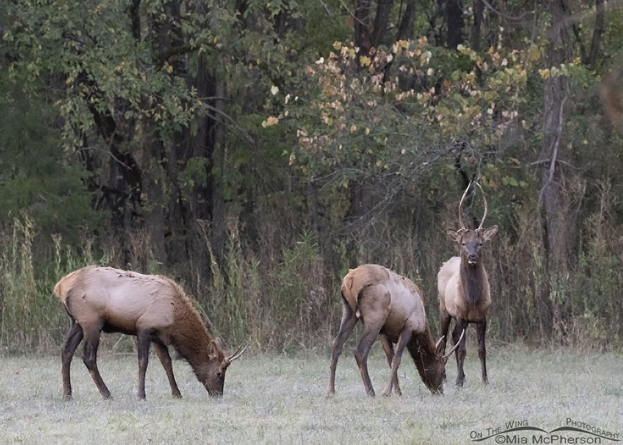 Three young bull Elk grazing at Buffalo National River, Boxley Valley, Newton County, Arkansas