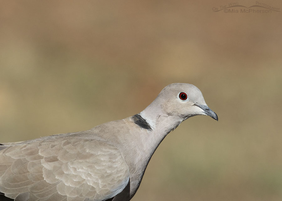 Fall Eurasian Collared-Dove portrait, Sebastian County, Arkansas