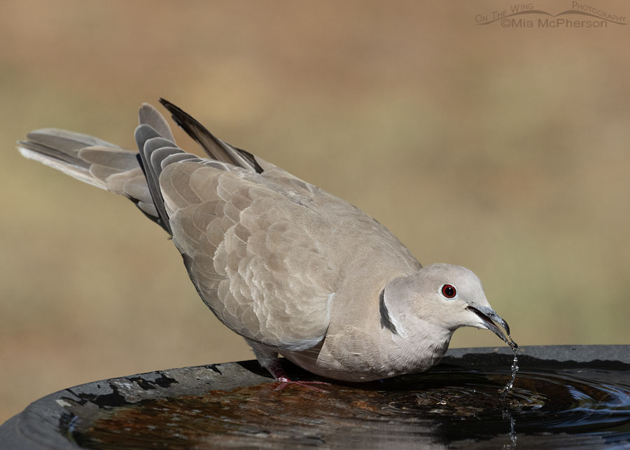 Eurasian Collared-Dove getting a drink of water, Sebastian County, Arkansas