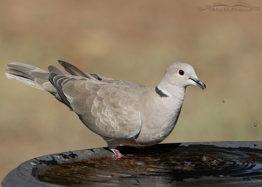 Eurasian Collared-Dove and flying water droplets, Sebastian County, Arkansas