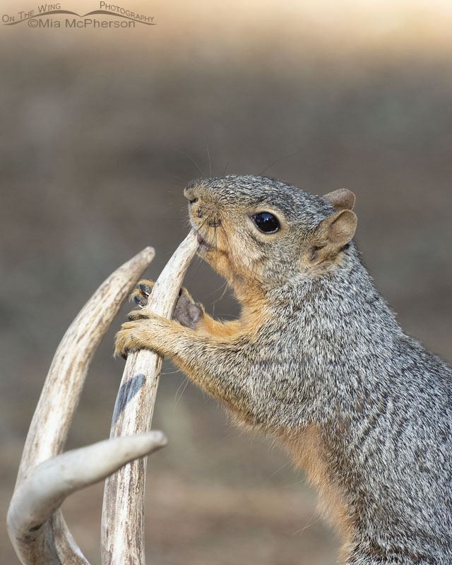 Adult Fox Squirrel gnawing on an antler, Sebastian County, Arkansas