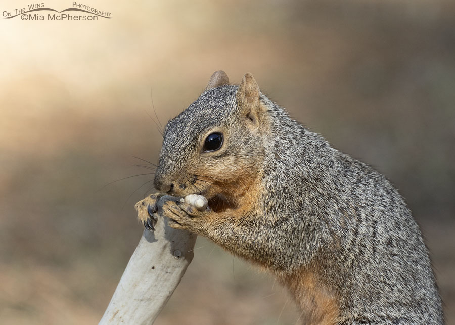 Fox Squirrel chewing on a deer antler, Sebastian County, Arkansas