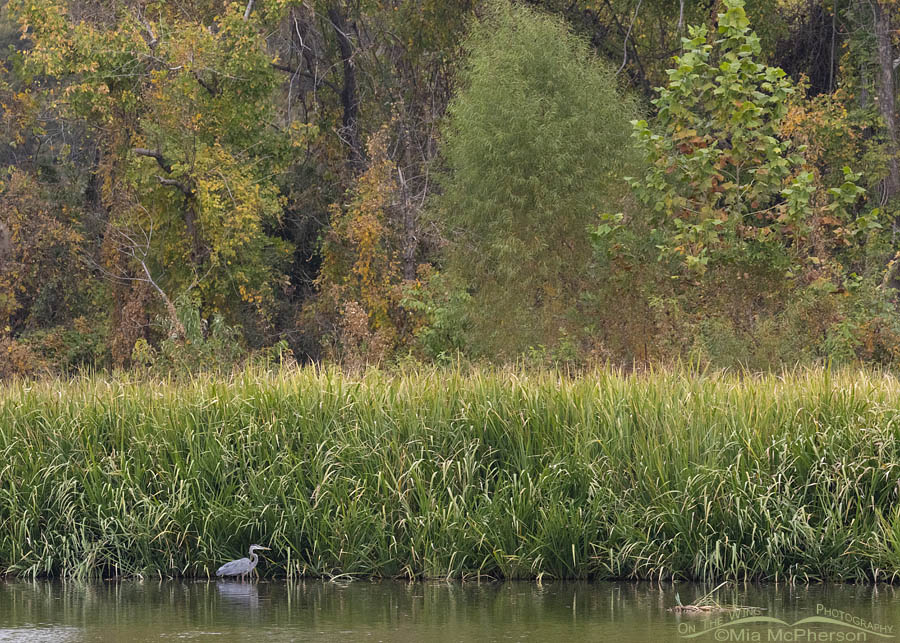 Adult Great Blue Heron on a gray autumn day, Sequoyah National Wildlife Refuge, Oklahoma