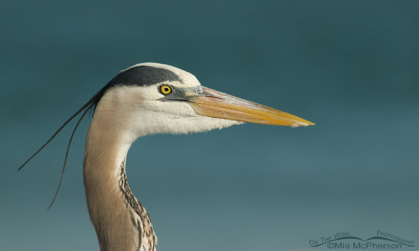 Close up of a Great Blue Heron at the north beach of Fort De Soto County Park, Pinellas County, Florida