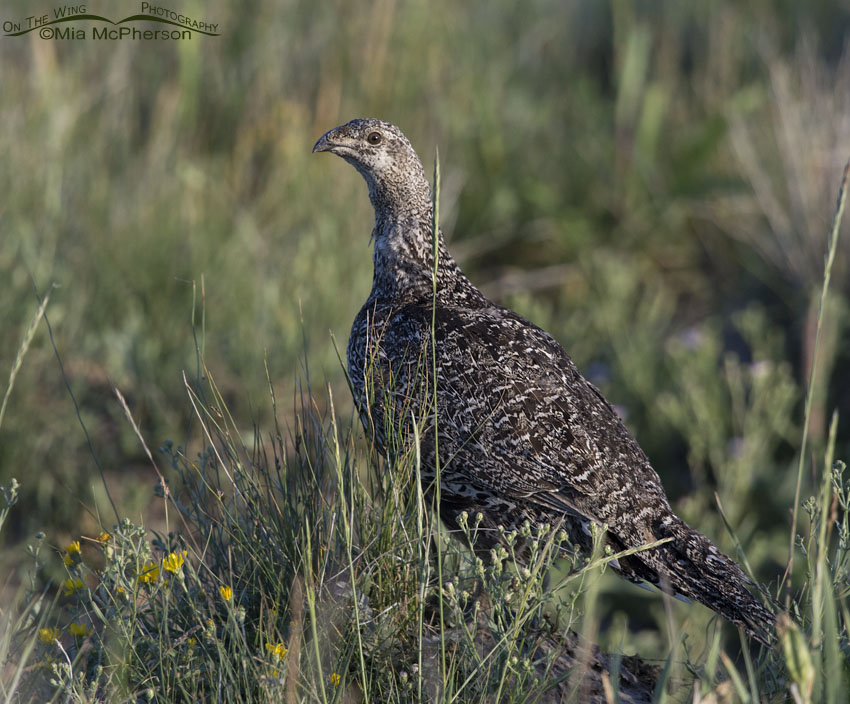 Greater Sage-Grouse in Montana, Centennial Valley, Beaverhead County