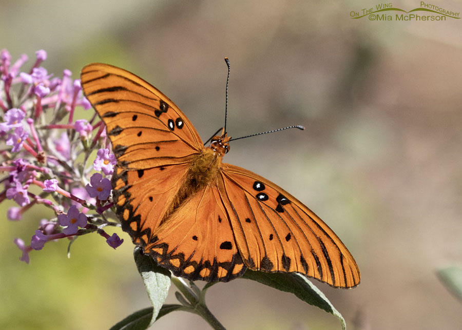 Gulf Fritillary butterfly in Arkansas, Sebastian County