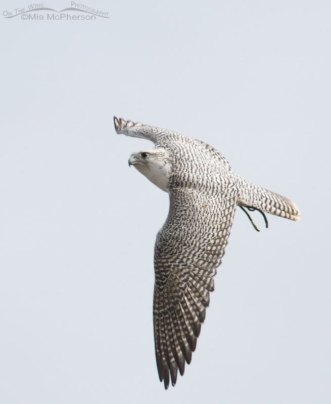 Gyrfalcon in flight, Salt Lake County, Utah