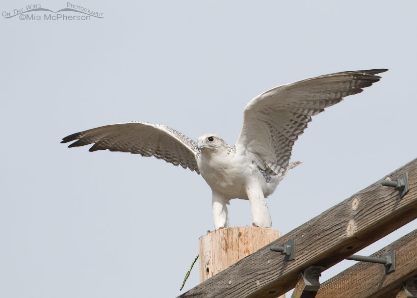 Gyrfalcon getting ready to lift off, Salt Lake County, Utah