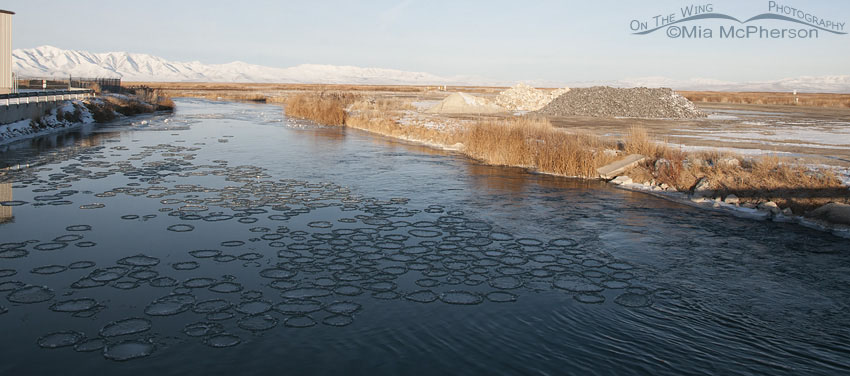 Spinning Circles of Ice in the Bear River, Bear River Migratory Bird Refuge, Box Elder County, Utah