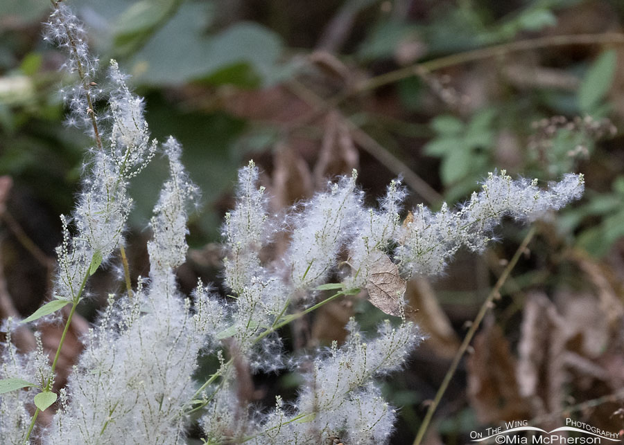 Blooming Juda's Bush at Sequoyah National Wildlife Refuge, Oklahoma