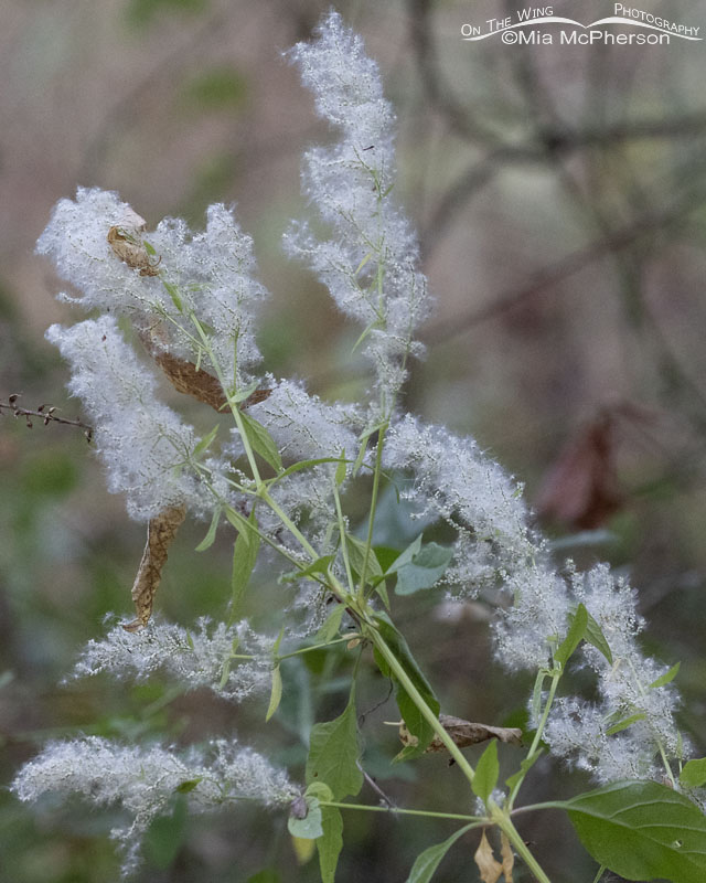 Juda's Bush in bloom with seeds, Sequoyah National Wildlife Refuge, Oklahoma