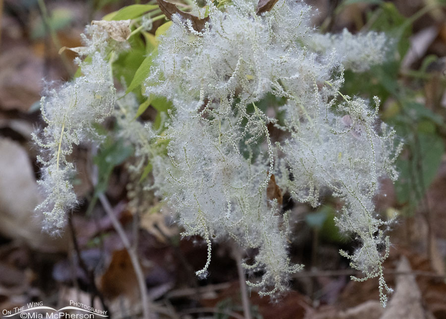 Blooming Juda's Bush with seeds, Sequoyah National Wildlife Refuge, Oklahoma