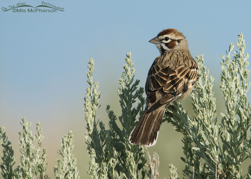 Back view of a Lark Sparrow perched in sagebrush, Antelope Island State Park, Davis County, Utah