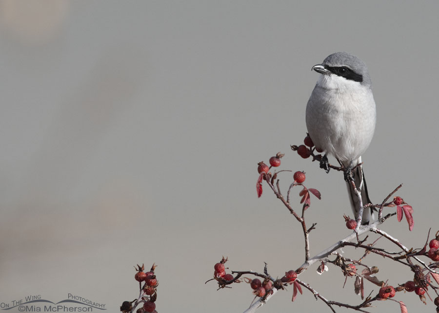 Adult Loggerhead Shrike perched on a wild rose bush, Box Elder County, Utah