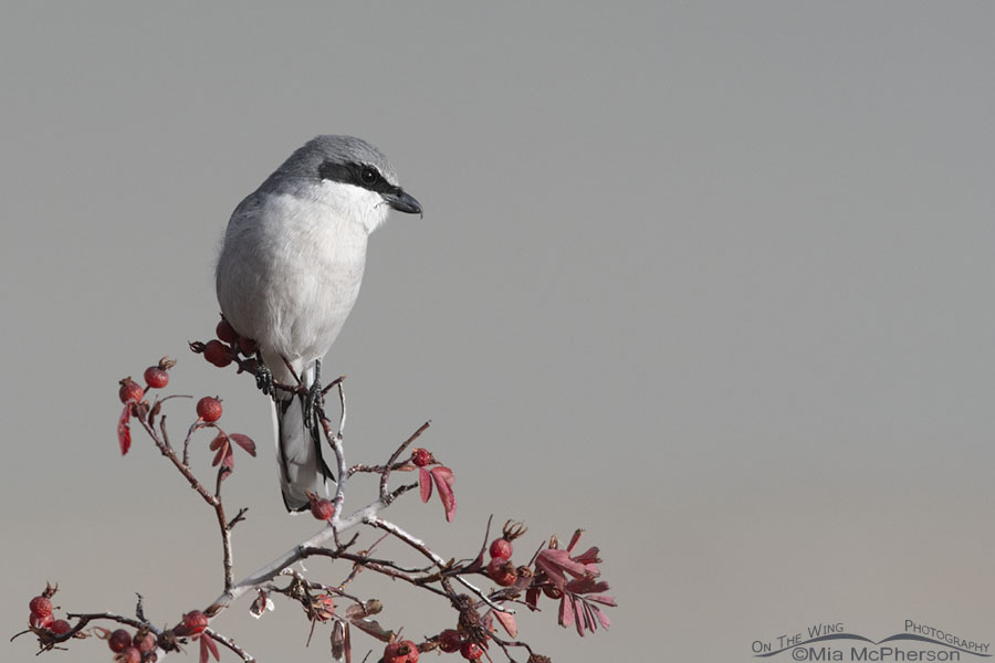 Loggerhead Shrike perched in front of the dry playa of the Great Salt Lake, Box Elder County, Utah