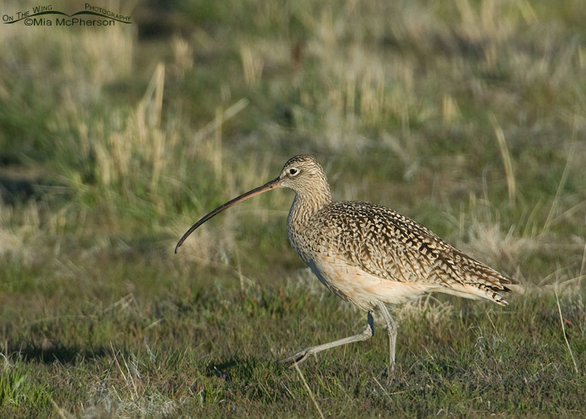 Long-billed Curlew hunting for prey in the grasses, northern Utah