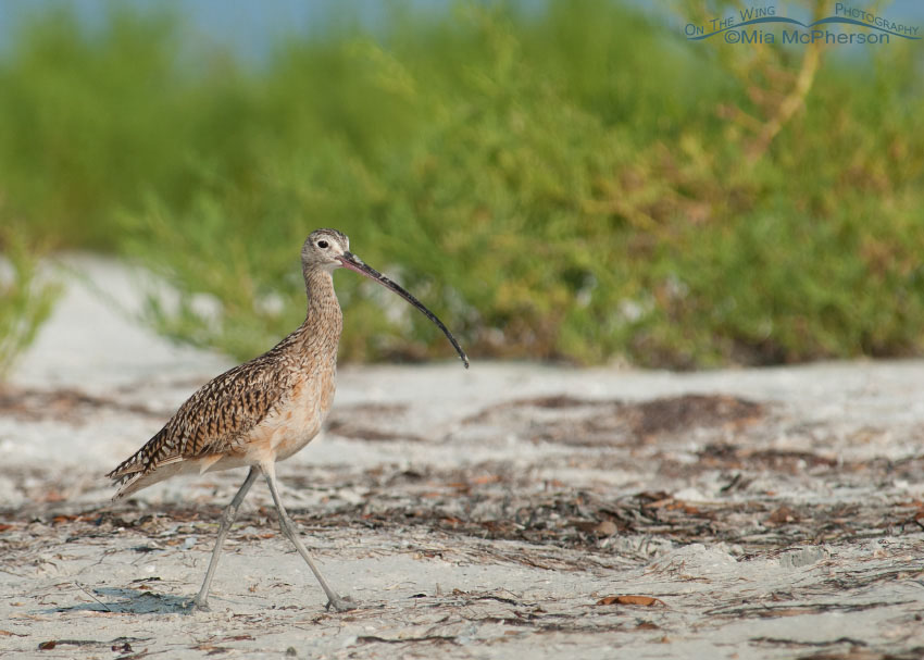 Long-billed Curlew in winter habitat, Fort De Soto County Park, Pinellas County, Florida