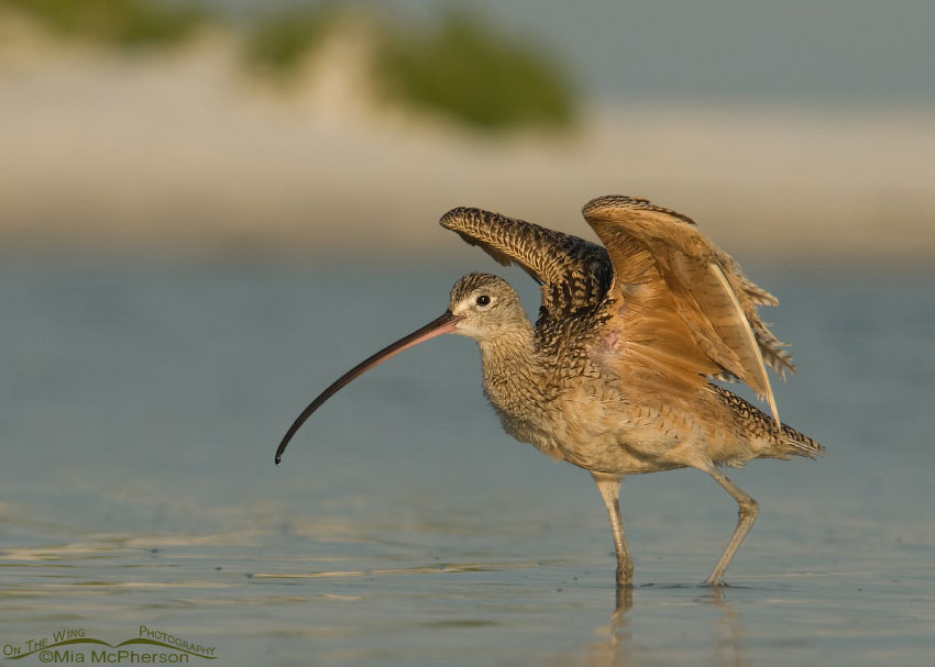 Long-billed Curlew in a tidal lagoon, Fort De Soto County Park, Pinellas County, Florida