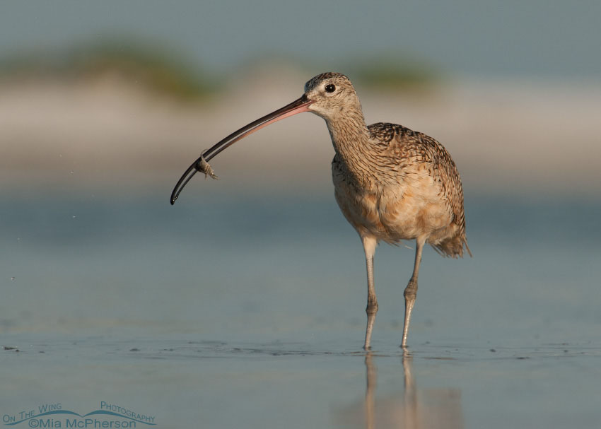 Long-billed Curlew and a Fiddler Crab at the north beach of Fort De Soto County Park, Florida