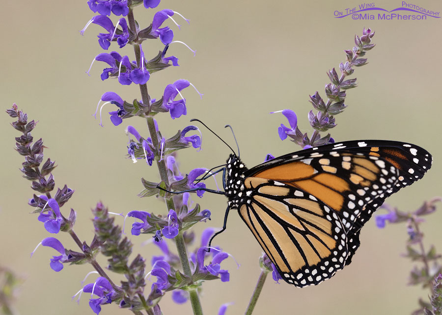 Female Monarch butterfly and blooming Meadow Sage, Sebastian County, Arkansas