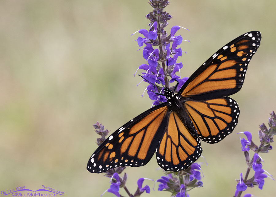 Monarch butterfly nectaring on flowers, Sebastian County, Arkansas