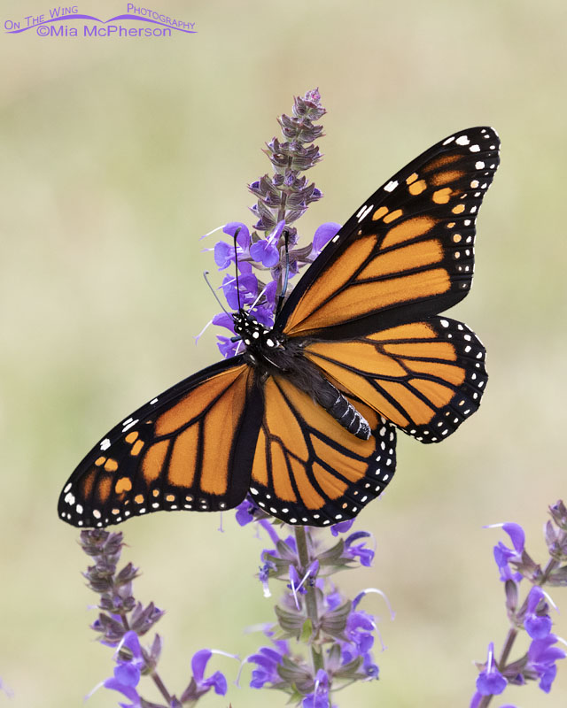 Female Monarch butterfly in autumn, Sebastian County, Arkansas