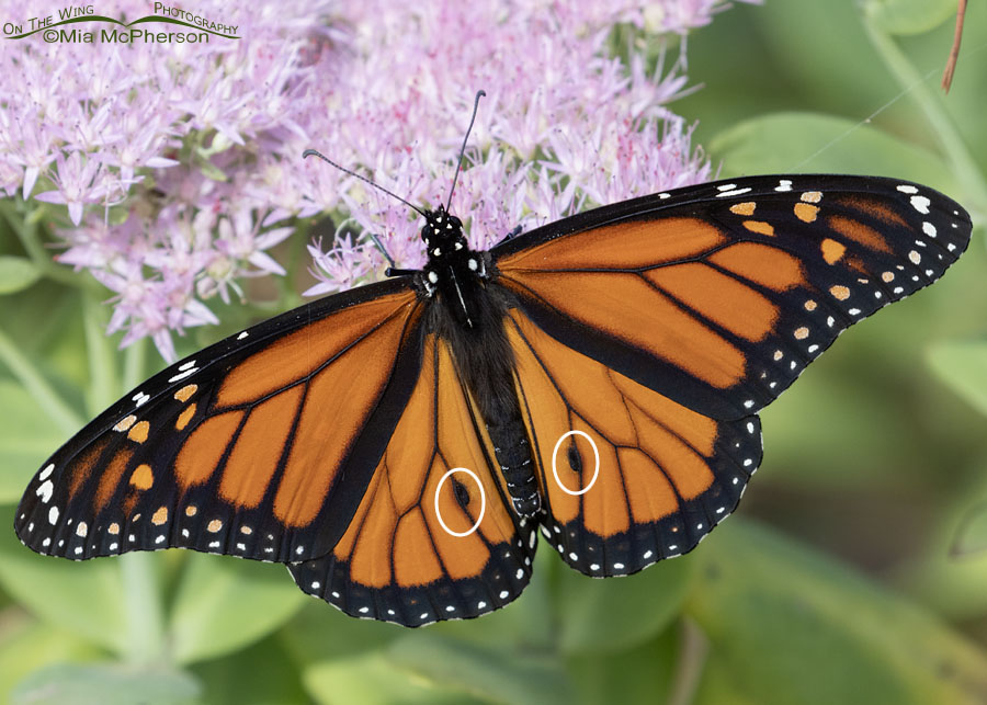 Male Monarch butterfly - key difference between females, Sebastian County, Arkansas