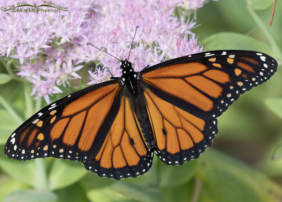 Male Monarch butterfly in autumn, Sebastian County, Arkansas