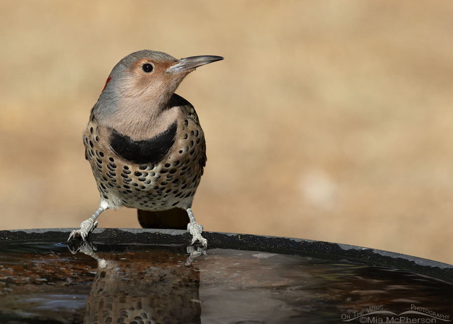 Female Northern Flicker at a birdbath, Sebastian County, Arkansas