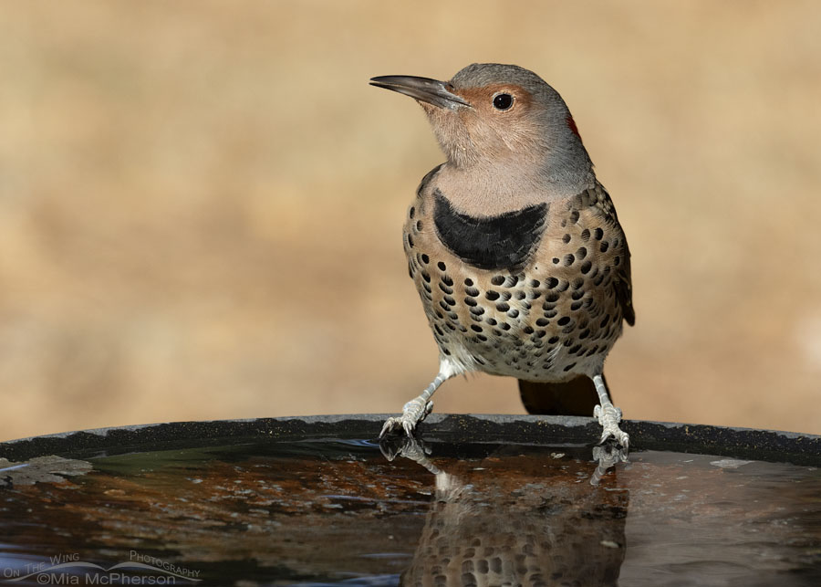 Northern Flicker female after taking a drink of water, Sebastian County, Arkansas