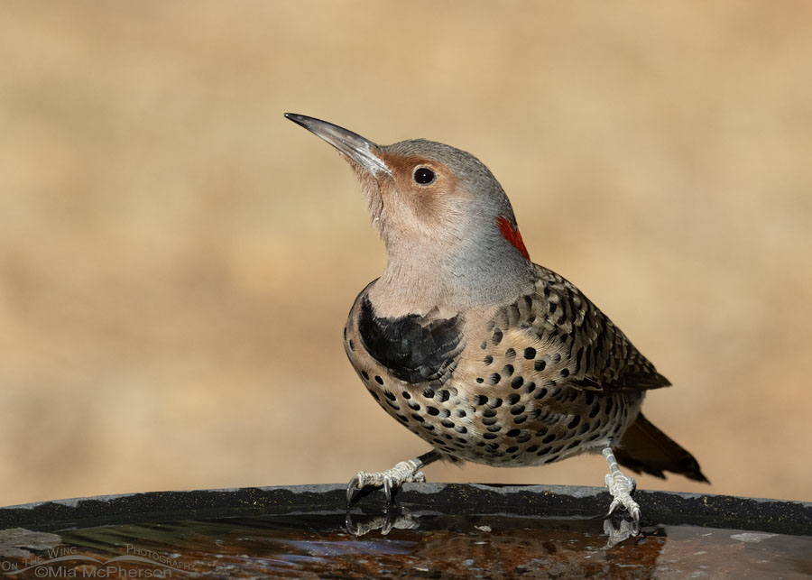 Female Northern Flicker about to lift off, Sebastian County, Arkansas