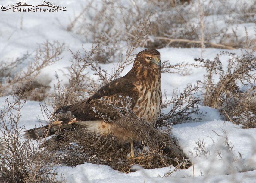 Ground hunting Northern Harrier, Farmington Bay WMA, Davis County, Utah