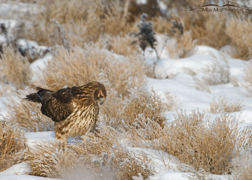 Northern Harrier "ground hunting", Farmington Bay WMA, Davis County, Utah