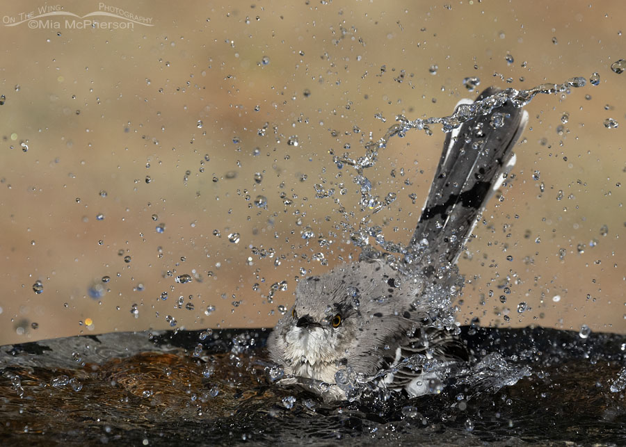 Bathing Northern Mockingbird in Arkansas, Sebastian County, Arkansas