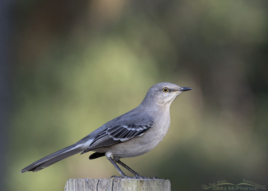 Hatch year Northern Mockingbird on a wooden post, Sebastian County, Arkansas