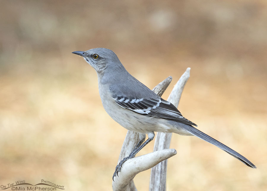 Hatch year Northern Mockingbird perched on shed antlers, Sebastian County, Arkansas