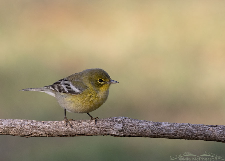 Fall Pine Warbler female in morning light, Sebastian County, Arkansas