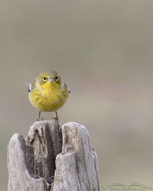 Pine Warbler on a fall morning, Sebastian County, Arkansas