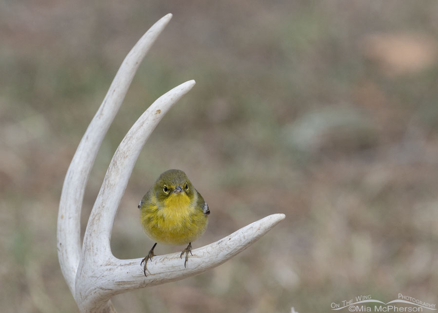 Pine Warbler perched on shed deer antlers, Sebastian County, Arkansas