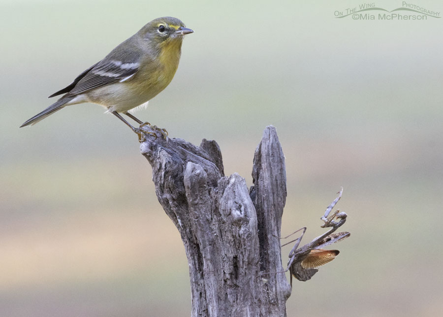 Pine Warbler and a Carolina Mantis at a suet feeder, Sebastian County, Arkansas